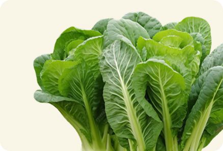 Свежая зелень